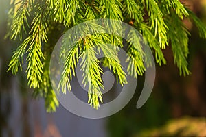 Fir branches with fresh shoots in spring