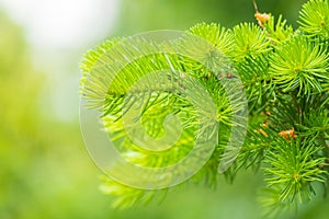 Fir branches with fresh shoots in spring