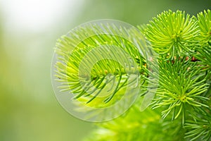 Fir branches with fresh shoots in spring