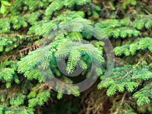 Fir branches with fresh shoots in spring