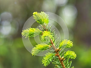 Fir branches with fresh shoots in spring