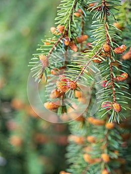 Fir branches with fresh shoots in spring