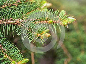 Fir branches with fresh shoots in spring