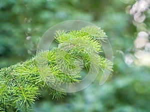 Fir branches with fresh shoots in spring