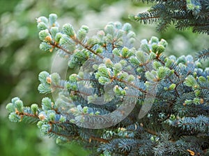 Fir branches with fresh shoots in spring