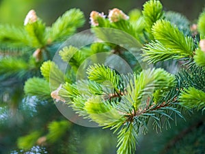 Fir branches with fresh shoots in spring