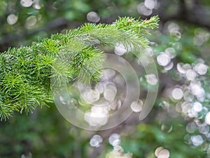 Fir branches with fresh shoots in spring