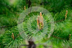 Fir branches with fresh shoots in spring. Young green shoots of spruce in the spring