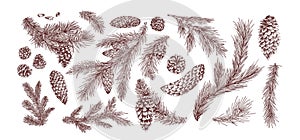 Fir branches hand drawn vector illustrations set. Christmas tree branches pack. Pine cones isolated on white background