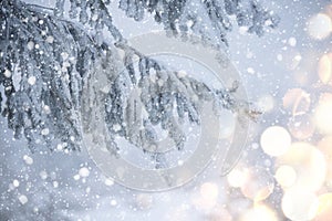 Fir branches in hoarfrost and snow with cones and falling snow . winter background .