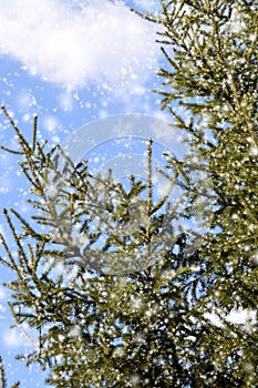 Fir branches in the snow against the blue sky