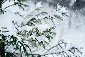 Fir branches in the snow with snowflakes. Snowfall in the forest. Snowy spruce closeup. Christmas concept
