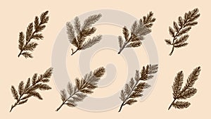 Fir branches tree collection. Pine branch, christmas time decorations. Doodle nature forest elements, vector graphic