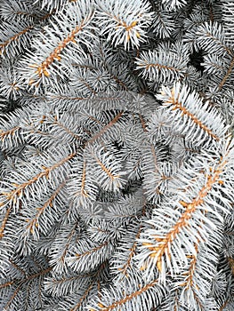 Fir branches under a snow cap in the forest, hoarfrost on pine branches, frost and winter landscape for the design of New Year and
