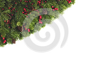 Fir branches on white