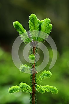 Fir buds