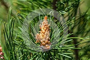 Fir buds in the foreground