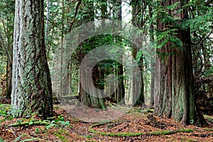 Fir and cedar tree grove on the Chris Hadfield Trail, Salt Spring Island, BC, Canada