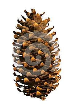 Fir cone