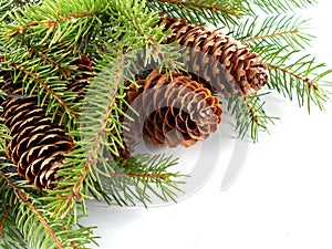 Fir cone on the branch