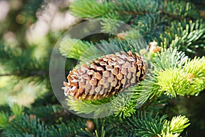 Fir cone on a branch. Coniferous tree in forest