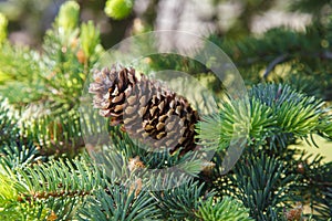 Fir cone on a branch. Coniferous tree in forest