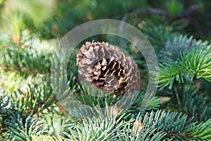 Fir cone on a branch. Coniferous tree in forest