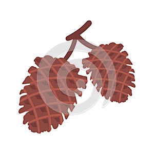 Fir cone in brown color in flat style, vector illustration icon, logo.