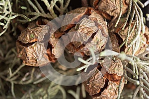 Fir cone from evergreen tree