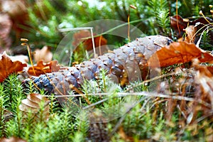 Fir cone on the forest floor. Autumn background