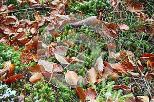 Fir cone on the forest floor. Autumn background