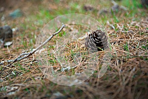 Fir-cone on the forest ground