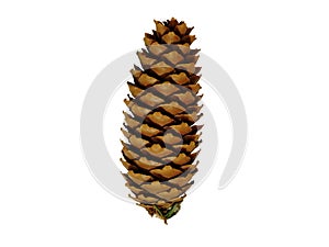 Fir cone in the forest photo