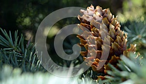 Fir cone. Green fir. Background.