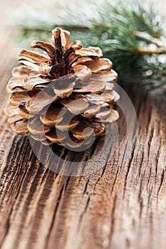 Fir cone an green fir