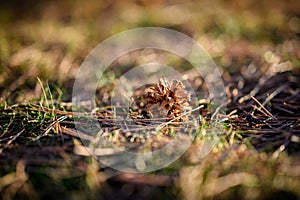 Fir-cone lying on the grass.