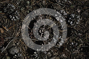 Fir-cone needle background, bump