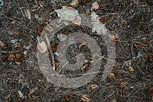 Fir-cone needle and leaves background. Tined. Close-up photo