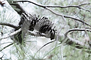 Fir cone up view, pine tree cones on the branch outdoor, fir plant with cone.