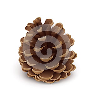 Fir Cone Vector Symbol - Isolated Icon on White Background.