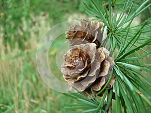 Fir-cones photo