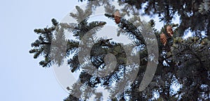 Fir cones on a branch and a set isolated background