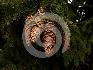 Fir cones close-up on spruce branches in their natural environment.