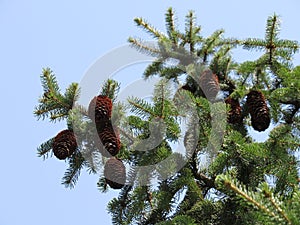 Fir cones, fir cones, pine cones on the tree