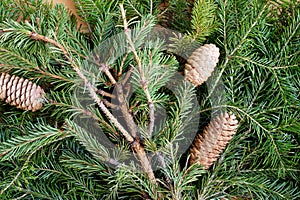 Fir cones on fir-tree branches