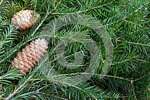 Fir cones on fir-tree branches