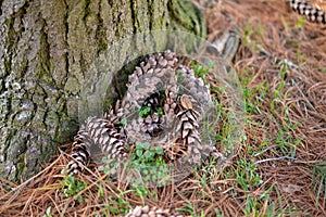 Fir cones lie on the ground