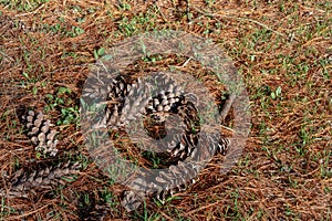 Fir cones lie on the ground