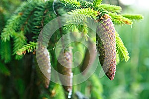 Fir cones in resin hanging on the tree