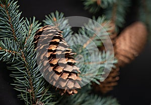 Fir cones and spurce branch on a black background